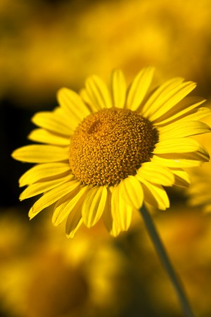 Rich Golden Daisy